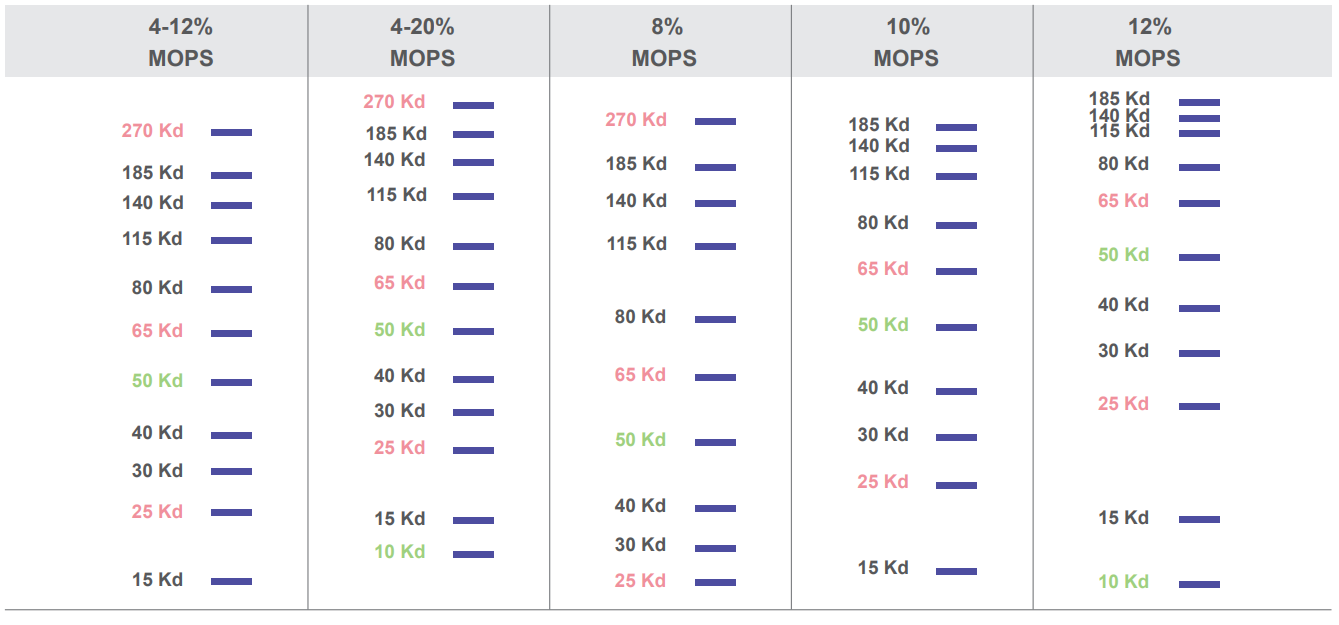 1741788660963892.png 预制胶2.png